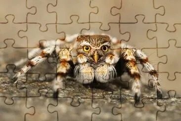Imagem jigsaw puzzle