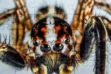 Imagem jigsaw puzzle