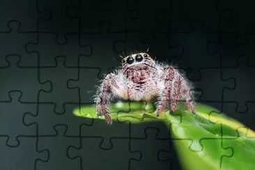 Imagem jigsaw puzzle