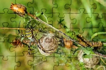Imagem jigsaw puzzle
