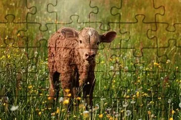 Imagem jigsaw puzzle