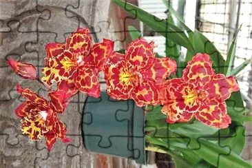 flores jigsaw puzzle