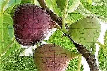 frutas jigsaw puzzle