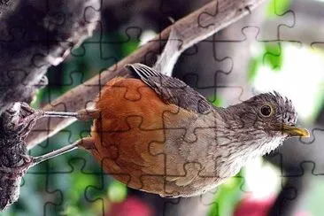 natural jigsaw puzzle