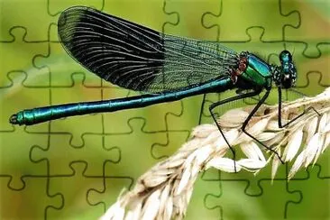 natural jigsaw puzzle