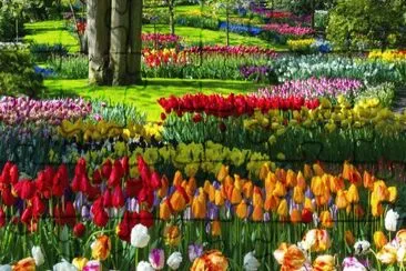 flor jigsaw puzzle