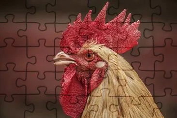 Imagem jigsaw puzzle