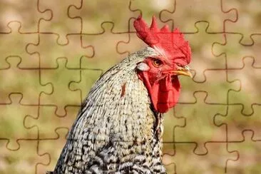Imagem jigsaw puzzle