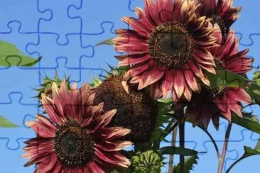 Tournesol
