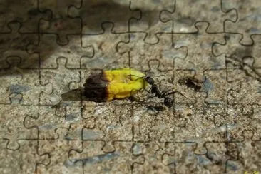 Camponotus aethiops jigsaw puzzle