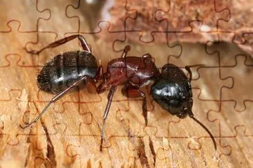 Camponotus ligniperda jigsaw puzzle