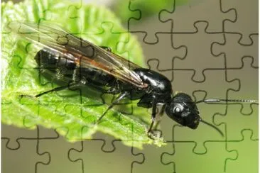 Camponotus vagos jigsaw puzzle