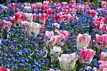 flores jigsaw puzzle