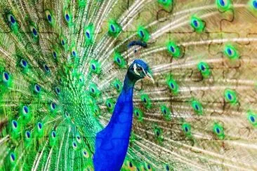 Imagem jigsaw puzzle