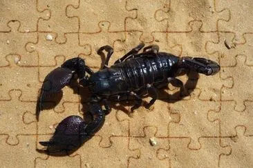 Imagem jigsaw puzzle