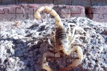 Imagem jigsaw puzzle
