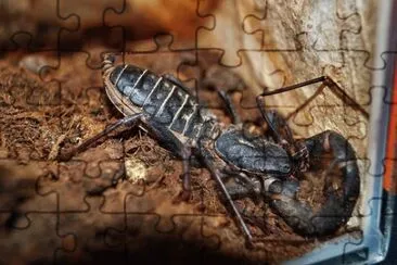 Imagem jigsaw puzzle