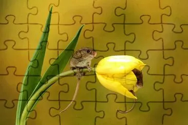 natural jigsaw puzzle