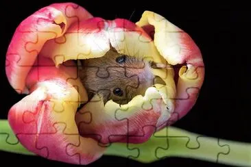 natural jigsaw puzzle