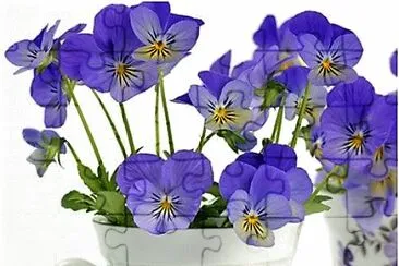 flores
