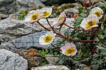 Imagem jigsaw puzzle