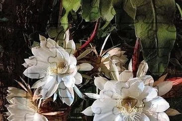 flores