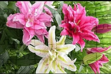 flores