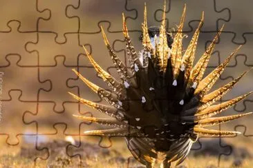 natural jigsaw puzzle