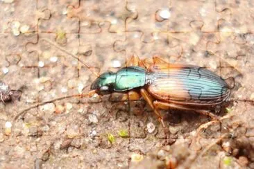 Anchomenus dorsalis jigsaw puzzle