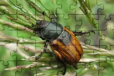 Anisoplia austriaca jigsaw puzzle