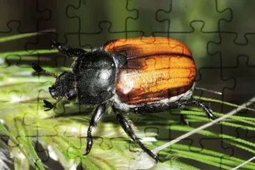 Anisoplia monticola jigsaw puzzle