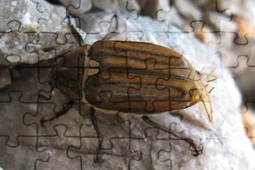 Anoxia matutinalis jigsaw puzzle