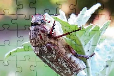 Anoxia orientalis jigsaw puzzle