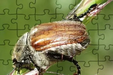 Chaetopteroplia segetum jigsaw puzzle