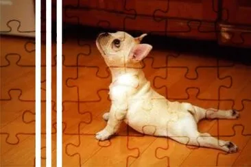 è€å¯¶çŠ¬