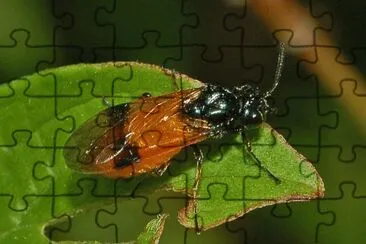 Arge cyanocrocea jigsaw puzzle