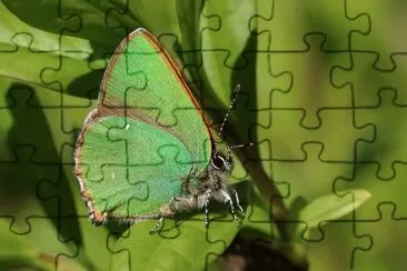 Callophrys rubi jigsaw puzzle