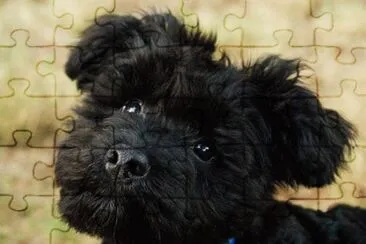 Cairnoodle jigsaw puzzle