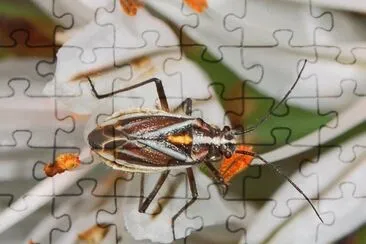 Horistus orientalis