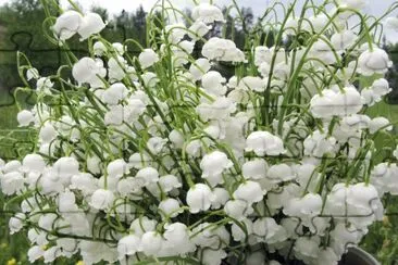 muguet