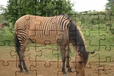 Zebrallo jigsaw puzzle