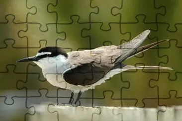 Bridled tern jigsaw puzzle