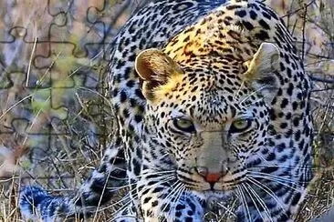 natural jigsaw puzzle