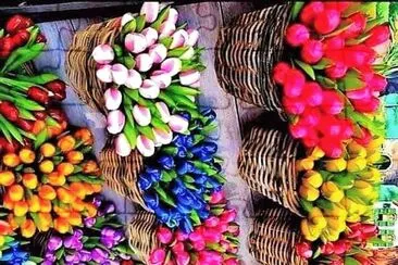 flores