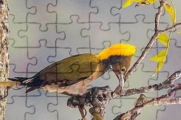 natural jigsaw puzzle