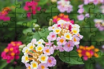 lantana