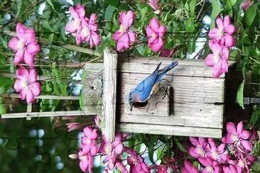flores jigsaw puzzle