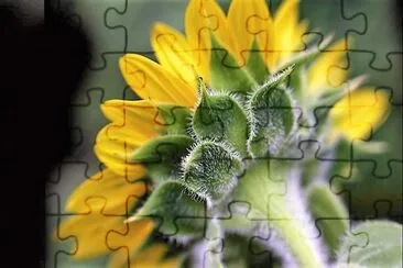 פאזל של flores