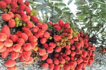 frutas