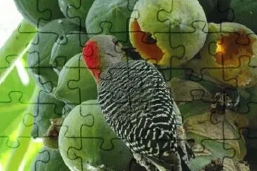 Imagem jigsaw puzzle